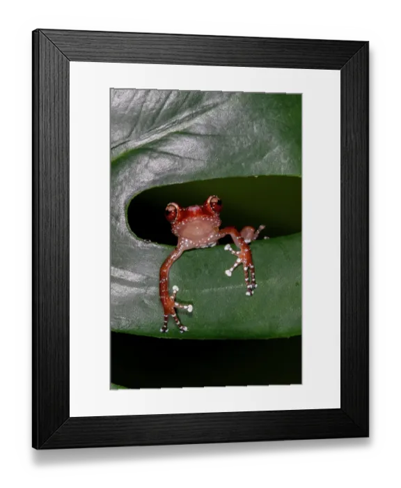 Framed Print : Cinnamon tree frog