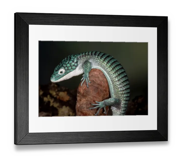 Framed Print : Mexican alligator lizard