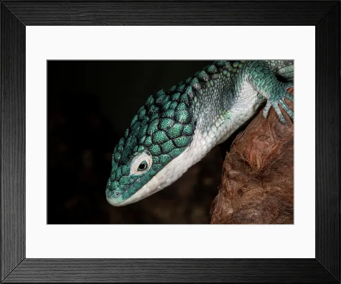 Framed Print : Mexican alligator lizard Framed Print : Mexican alligator lizard