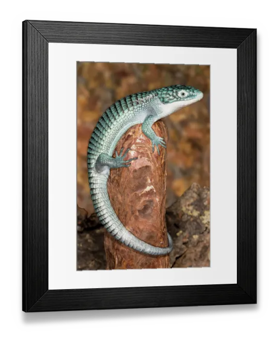 Framed Print : Mexican alligator lizard Framed Print : Mexican alligator lizard