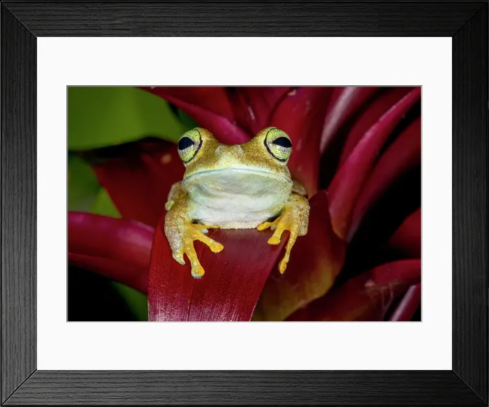 Framed Print : Emerald-eyed tree frog resting on bromeliad Framed Print : Emerald-eyed tree frog resting on bromeliad