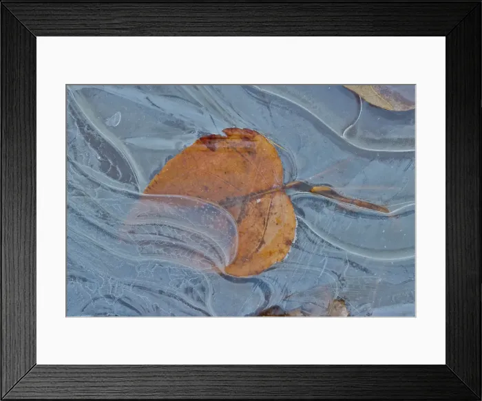 Framed Print : Fallen cottonwood leaf frozen in puddle of ice Framed Print : Fallen cottonwood leaf frozen in puddle of ice