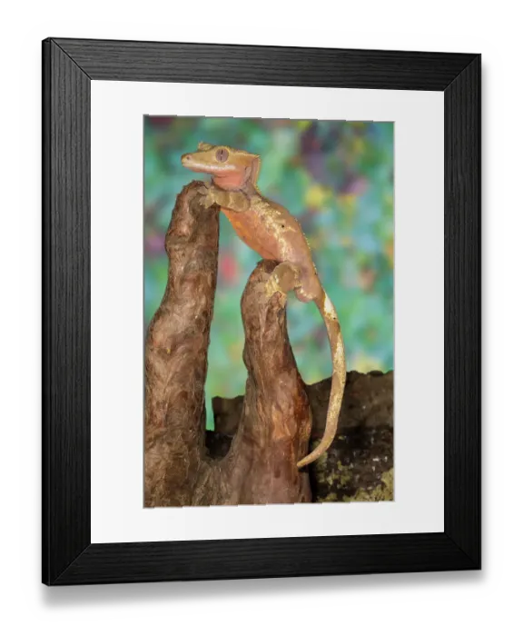 Framed Print : Crested gecko Framed Print : Crested gecko
