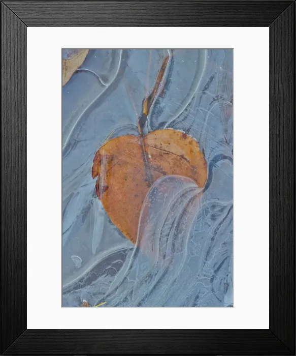 Framed Print : Fallen cottonwood leaf frozen in puddle of ice Framed Print : Fallen cottonwood leaf frozen in puddle of ice