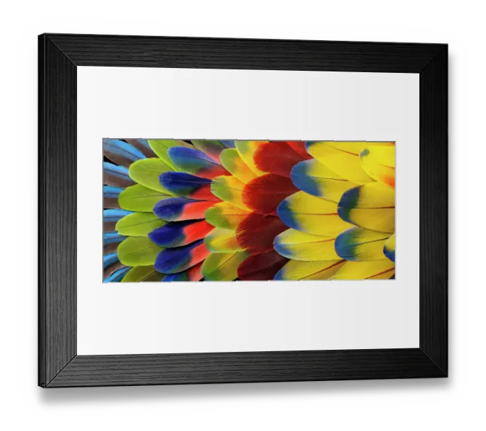 Framed Print : Feather design
