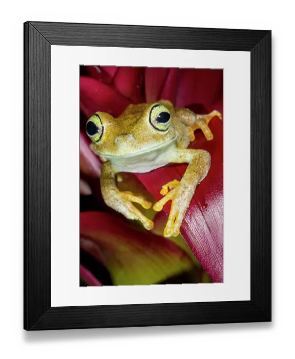 Framed Print : Emerald-eyed tree frog resting on bromeliad Framed Print : Emerald-eyed tree frog resting on bromeliad