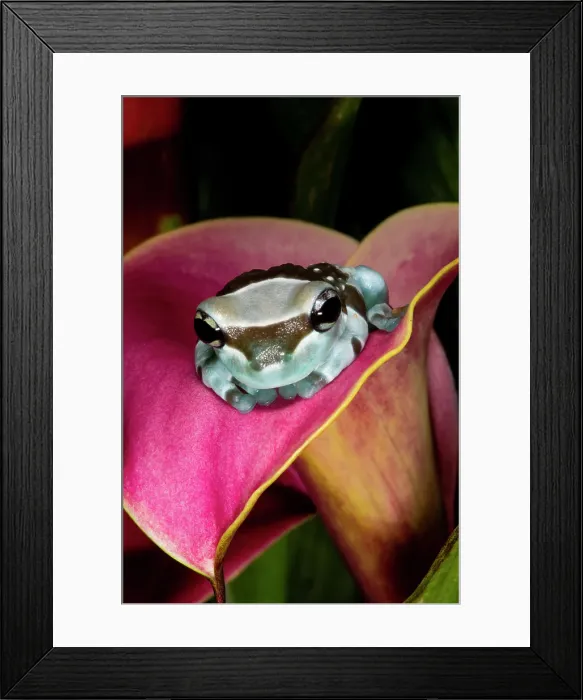 Framed Print : Amazon milk frog Framed Print : Amazon milk frog