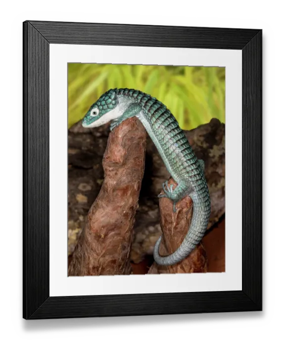 Framed Print : Mexican alligator lizard Framed Print : Mexican alligator lizard