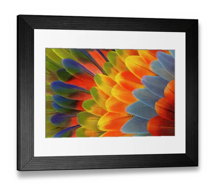 Framed Print : Feather design comprised of macaw feathers along with parrot feathers Framed Print : Feather design comprised of macaw feathers along with parrot feathers
