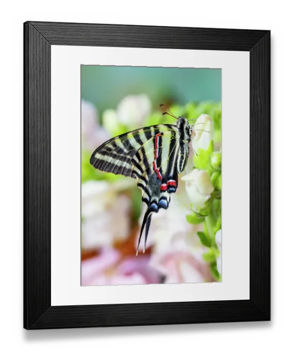 Framed Print : Zebra swallowtail butterfly, native to eastern US, resting on light pink snapdragon flowers Framed Print : Zebra swallowtail butterfly, native to eastern US, resting on light pink snapdragon flowers