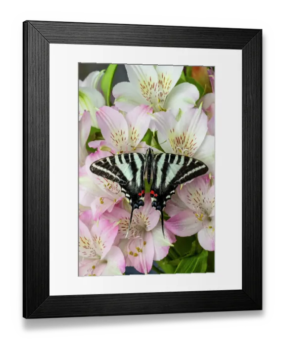 Framed Print : Zebra swallowtail butterfly, native to eastern US, on pink Peruvian lily flowers