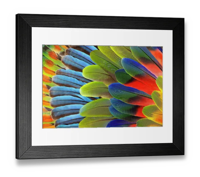 Framed Print : Feather design comprised of macaw feathers along with parrot feathers Framed Print : Feather design comprised of macaw feathers along with parrot feathers