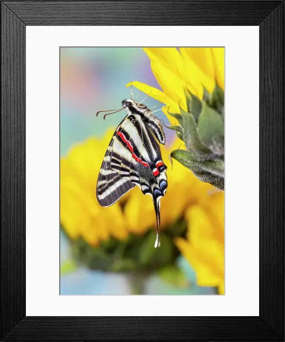 Framed Print : Zebra swallowtail butterfly, native to eastern US, on sunflowers