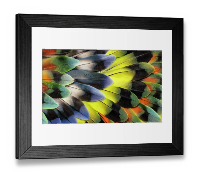 Framed Print : Lovebird tail feather design Framed Print : Lovebird tail feather design