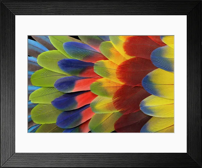 Framed Print : Feather design comprised of macaw feathers along with parrot feathers Framed Print : Feather design comprised of macaw feathers along with parrot feathers