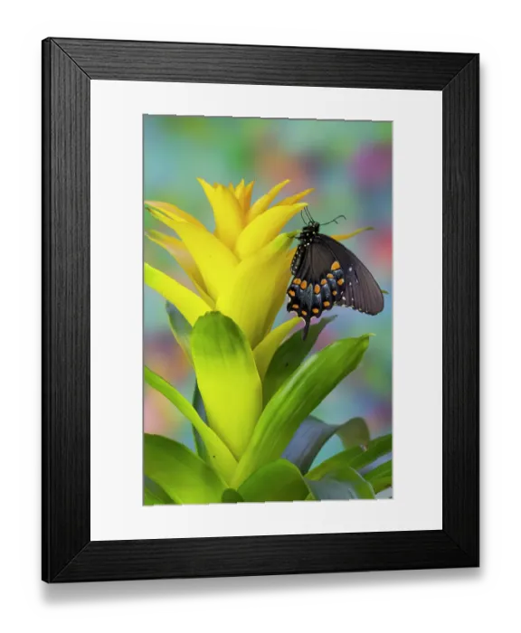 Framed Print : Spicebush swallowtail butterfly on bromeliad