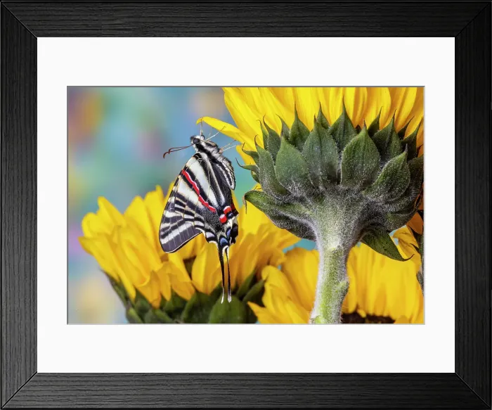 Framed Print : Zebra swallowtail butterfly, native to eastern US, on sunflowers