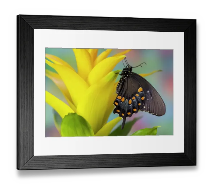 Framed Print : Spicebush swallowtail butterfly on bromeliad Framed Print : Spicebush swallowtail butterfly on bromeliad