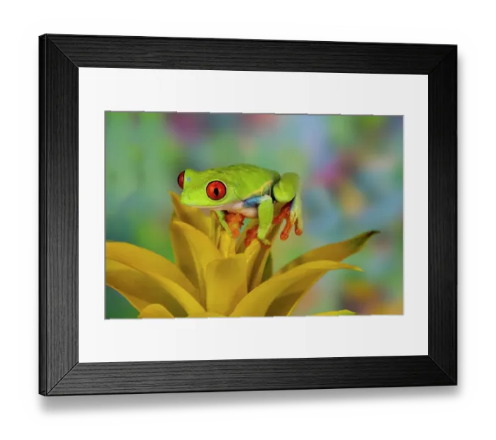 Framed Print : Red-eyed tree frog resting on yellow bromeliad flower plant Framed Print : Red-eyed tree frog resting on yellow bromeliad flower plant