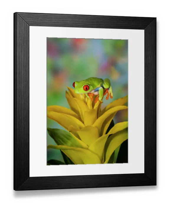 Framed Print : Red-eyed tree frog resting on yellow bromeliad flower plant Framed Print : Red-eyed tree frog resting on yellow bromeliad flower plant