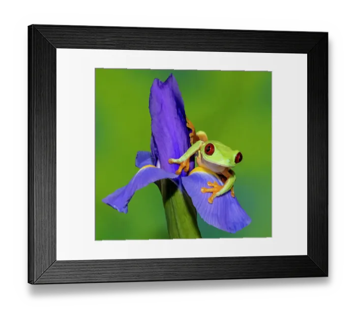 Framed Print : Red-eyed tree frog resting on blue Dutch iris Framed Print : Red-eyed tree frog resting on blue Dutch iris