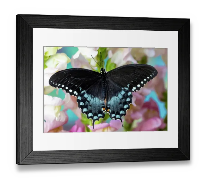 Framed Print : Spicebush butterfly on flowers of pink snapdragon