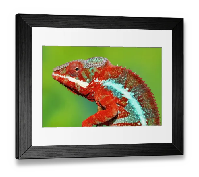 Framed Print : Male panther chameleon Framed Print : Male panther chameleon