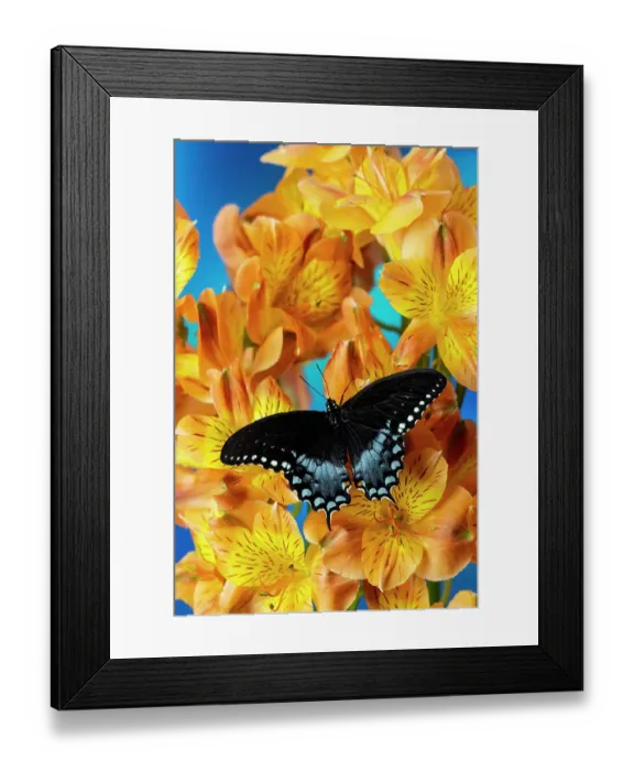 Framed Print : Spicebush butterfly on flowers of Peruvian lily Framed Print : Spicebush butterfly on flowers of Peruvian lily