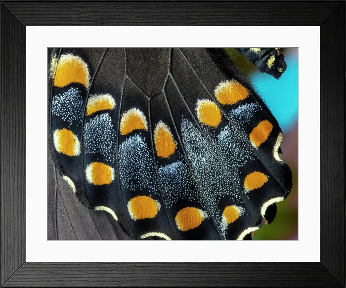 Framed Print : Spicebush butterfly, close-up of wing detail Framed Print : Spicebush butterfly, close-up of wing detail