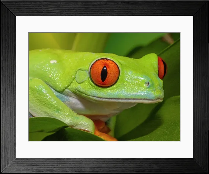 Framed Print : Red-eyed tree frog resting on yellow bromeliad flower plant Framed Print : Red-eyed tree frog resting on yellow bromeliad flower plant