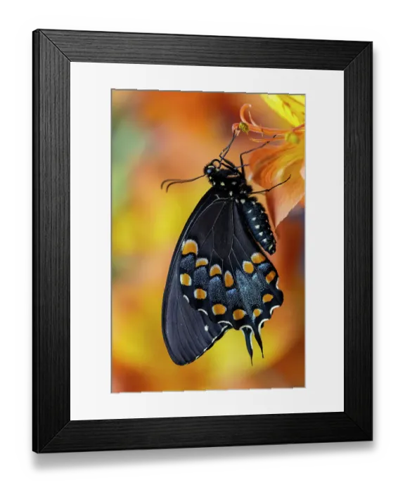 Framed Print : Spicebush butterfly on flowers of Peruvian lily Framed Print : Spicebush butterfly on flowers of Peruvian lily