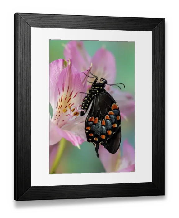 Framed Print : Spicebush butterfly on flowers of Peruvian lily Framed Print : Spicebush butterfly on flowers of Peruvian lily