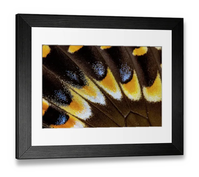 Framed Print : Butterfly wing close-up