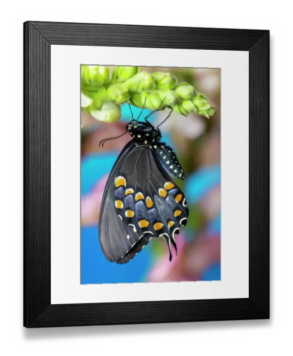 Framed Print : Spicebush butterfly on flowers of pink snapdragon Framed Print : Spicebush butterfly on flowers of pink snapdragon