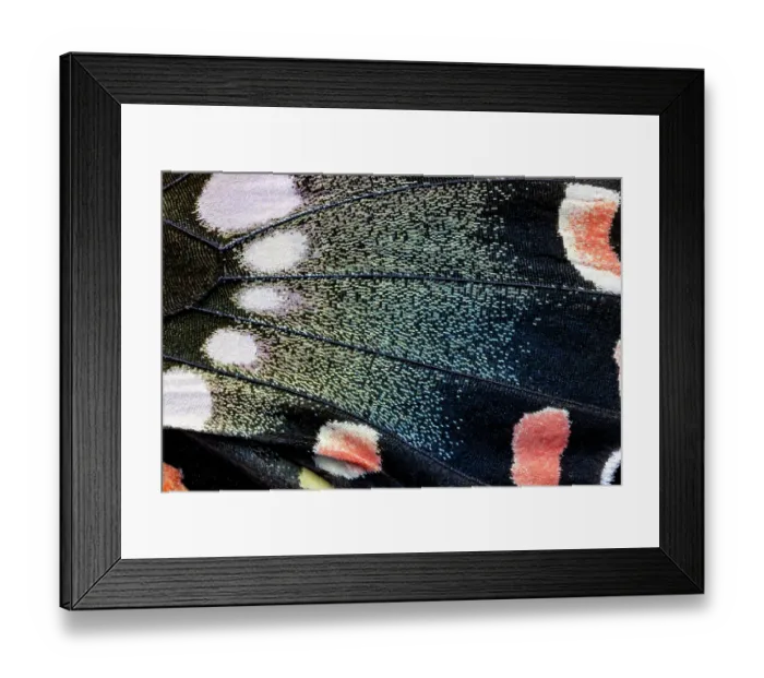 Framed Print : Butterfly wing close-up