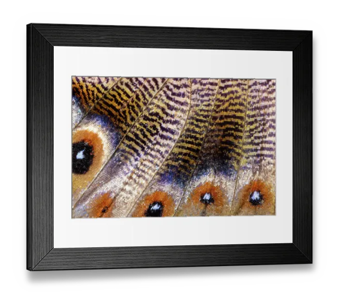 Framed Print : Butterfly wing close-up