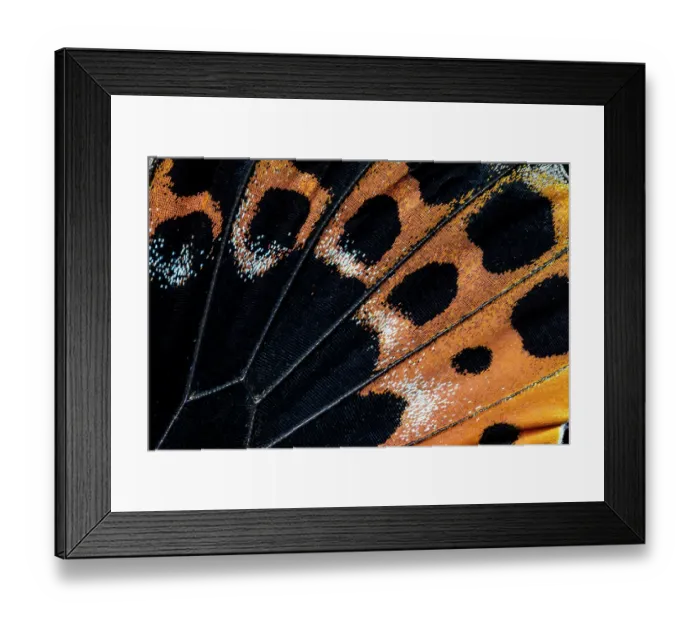 Framed Print : Butterfly wing close-up Framed Print : Butterfly wing close-up