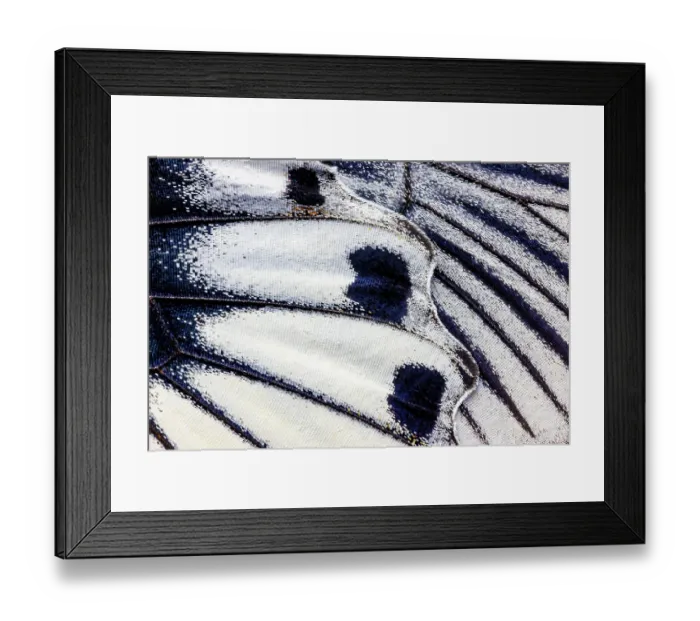 Framed Print : Butterfly wing close-up Framed Print : Butterfly wing close-up