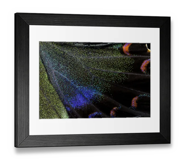 Framed Print : Butterfly wing close-up Framed Print : Butterfly wing close-up