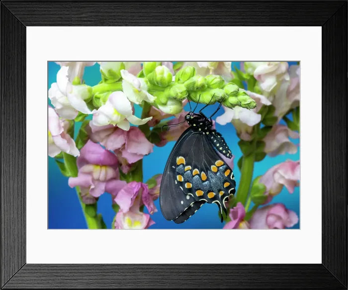Framed Print : Spicebush butterfly on flowers of pink snapdragon