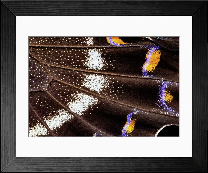 Framed Print : Butterfly wing close-up Framed Print : Butterfly wing close-up
