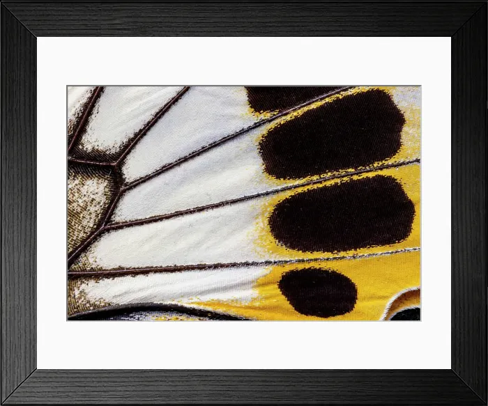 Framed Print : Butterfly wing close-up
