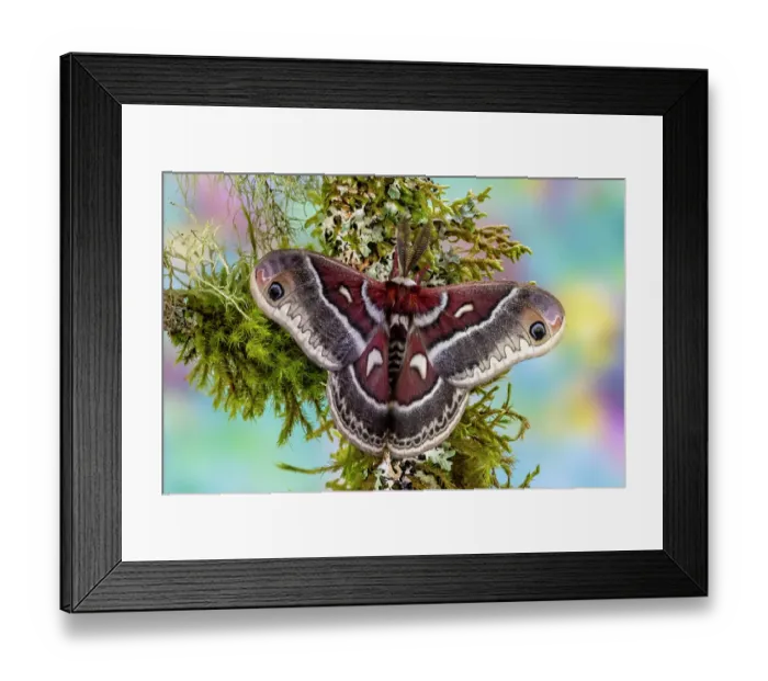 Framed Print : Silk moth on mossy branch Framed Print : Silk moth on mossy branch
