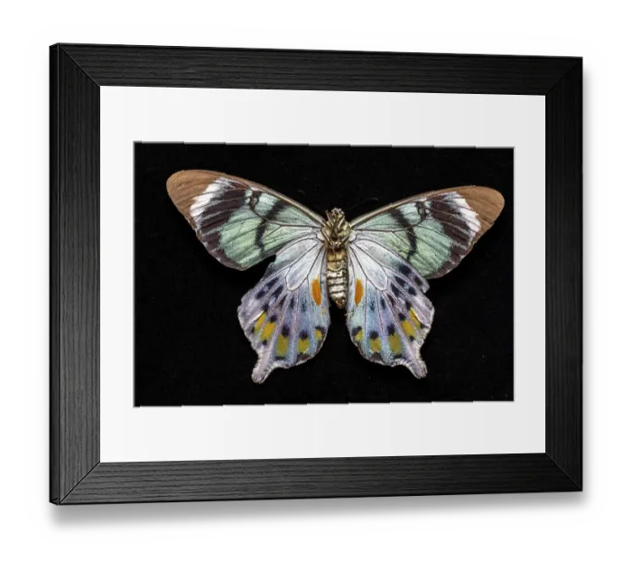 Framed Print : USA, Washington State, Sammamish. Swallowtail butterfly Framed Print : USA, Washington State, Sammamish. Swallowtail butterfly