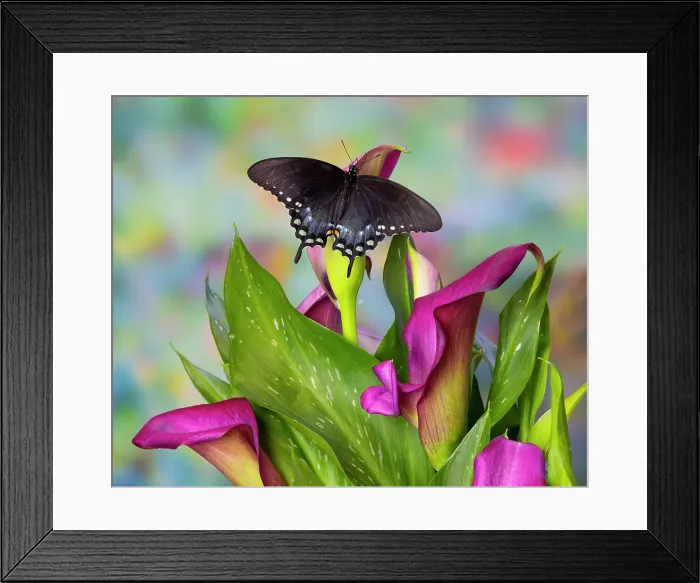 Framed Print : Spicebush swallowtail butterfly resting on calla lily