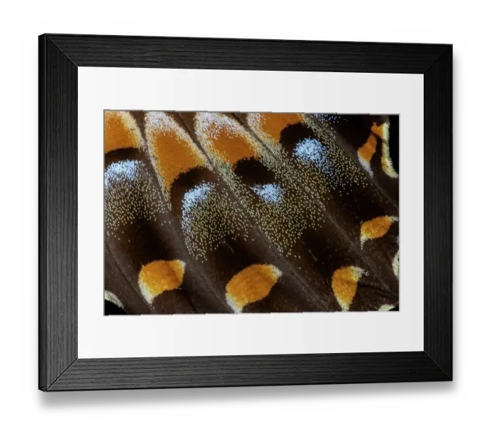 Framed Print : USA, Washington State, Sammamish. Swallowtail butterfly wing detail