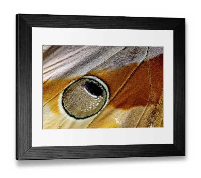 Framed Print : USA, Washington State, Sammamish. Jungle queen butterfly wing detail