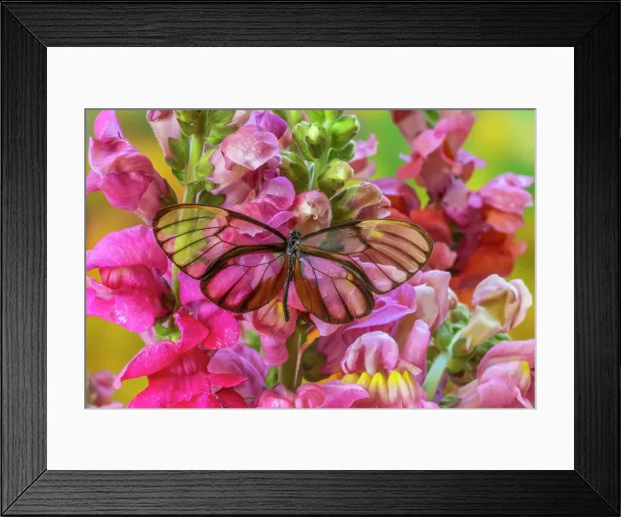 Framed Print : USA, Washington State, Sammamish. Glasswing butterfly on flowers