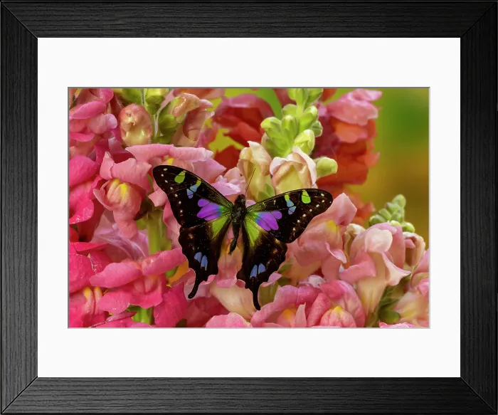 Framed Print : USA, Washington State, Sammamish. Purple spotted swallowtail on flowers