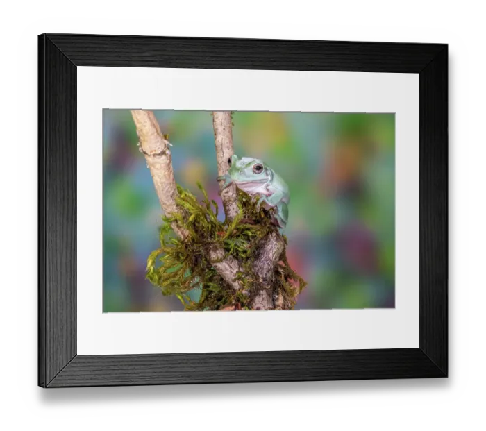 Framed Print : USA, Washington State, Sammamish. Mexican leaf frog Framed Print : USA, Washington State, Sammamish. Mexican leaf frog
